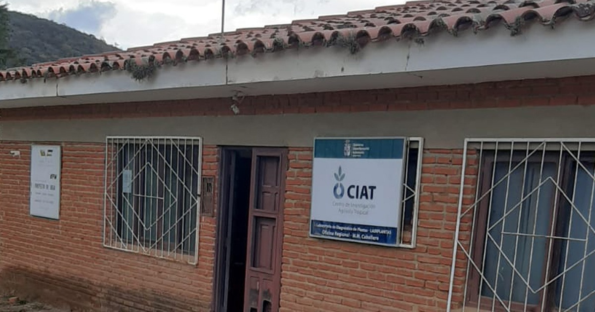  LADIPLANTAS COMARAPA