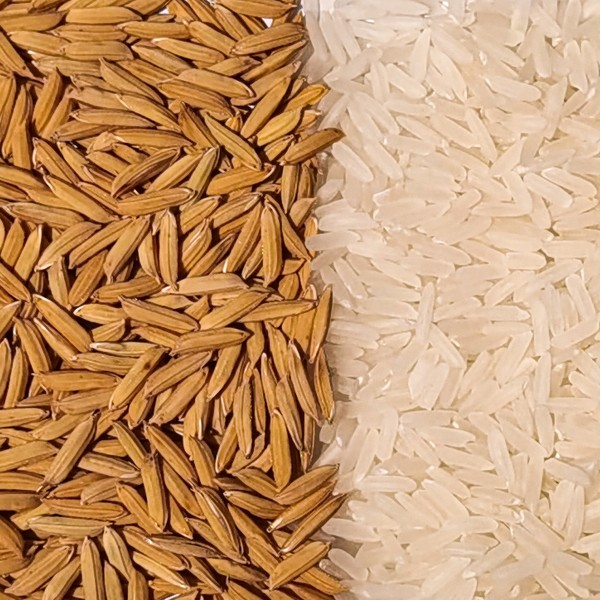 Semilla de Arroz - SACIAT FL 40 