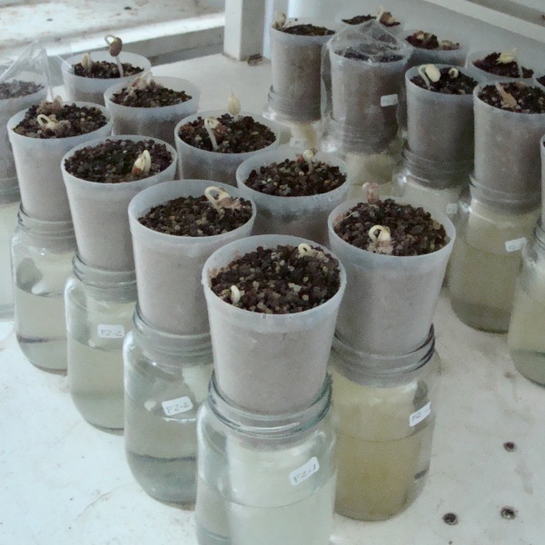 Pruebas de eficiencia de Inoculantes
