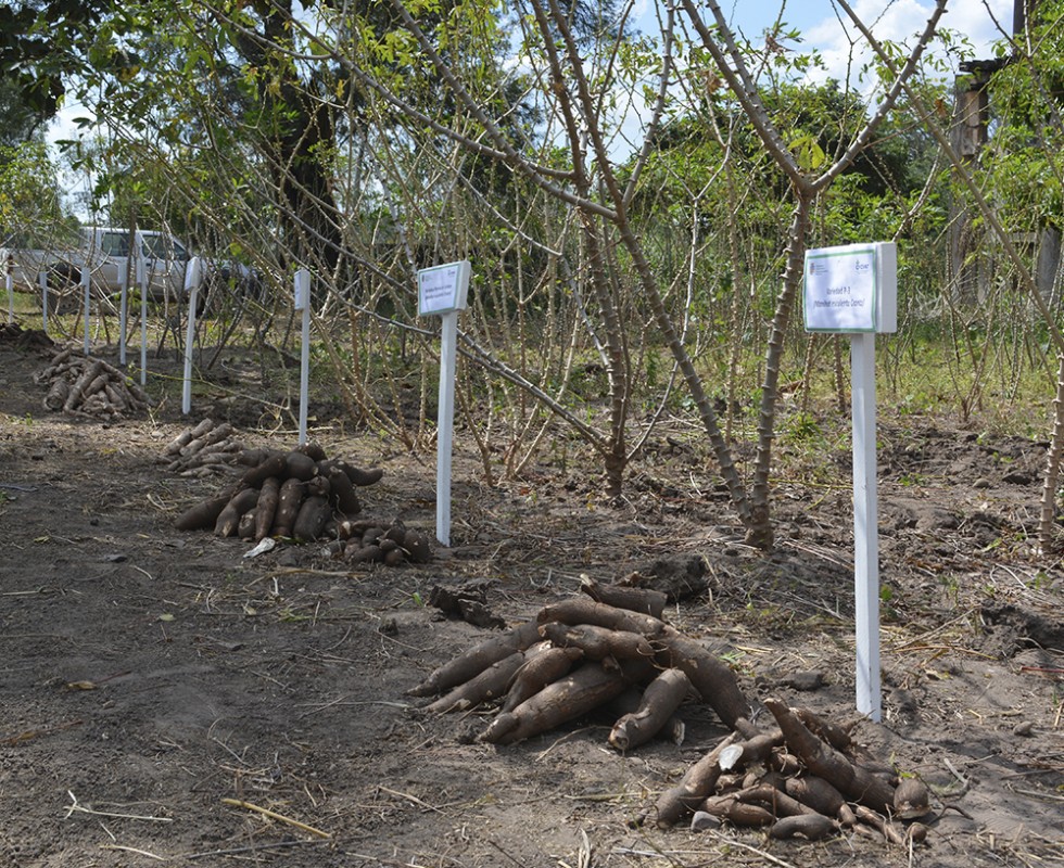 INVESTIGACIÓN Y DIFUSION DE VARIEDADES DE YUCA CON ALTO POTENCIAL PRODUCTIVO EN EL DEPARTAMENTO DE DE SANTA CRUZ